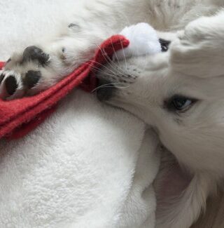 Vestiti di Natale per cani (e gatti)