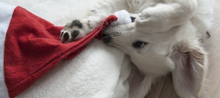 Vestiti di Natale per cani (e gatti)