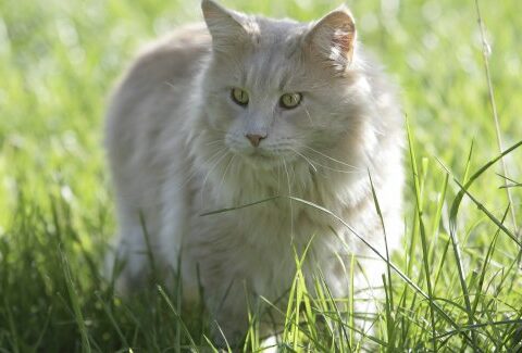 Viaggiare con il gatto, consigli