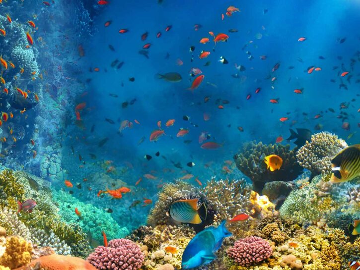 Diminuisce l'ossigeno negli oceani: pesci a rischio
