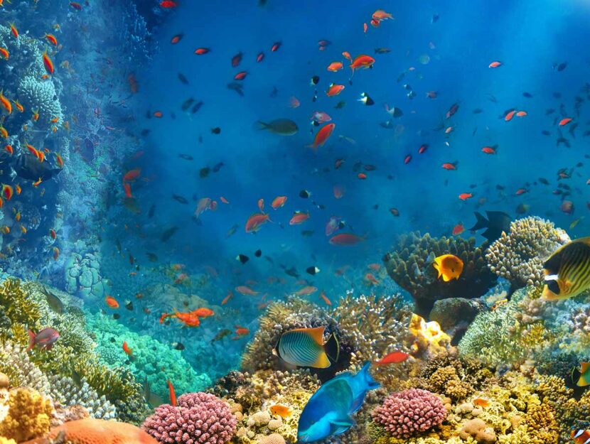 Barriera corallina, pesci
