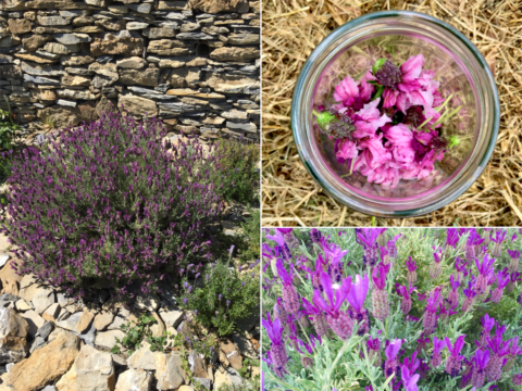 Lavanda: il fiore (e il profumo) simbolo dell’estate