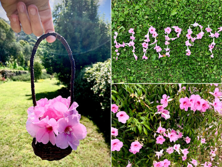 Bignonia: una cascata di fiori per tutta l'estate