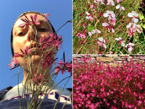 Gaura: un fiore per tutti