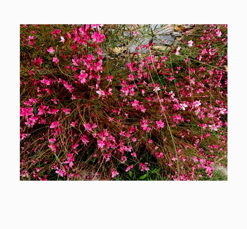 gaura