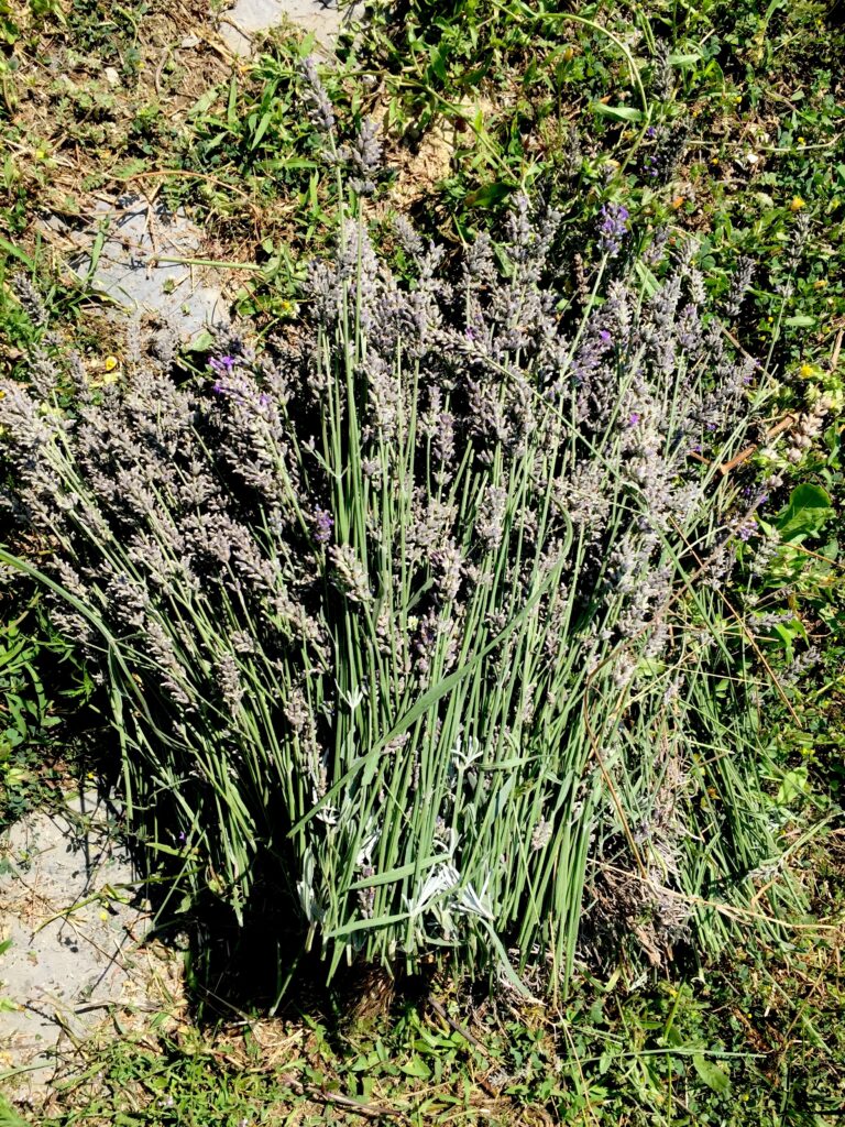 Lavanda