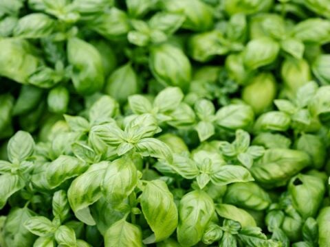 I benefici del basilico per illuminare pelle e capelli