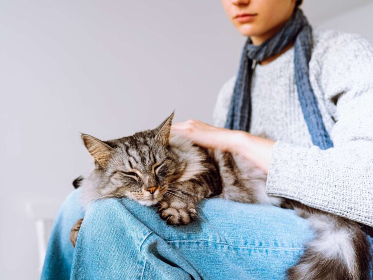 Cosa fare se il gatto rifiuta il cibo