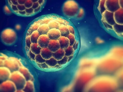 Ottenuti embrioni umani sintetici con cellule staminali