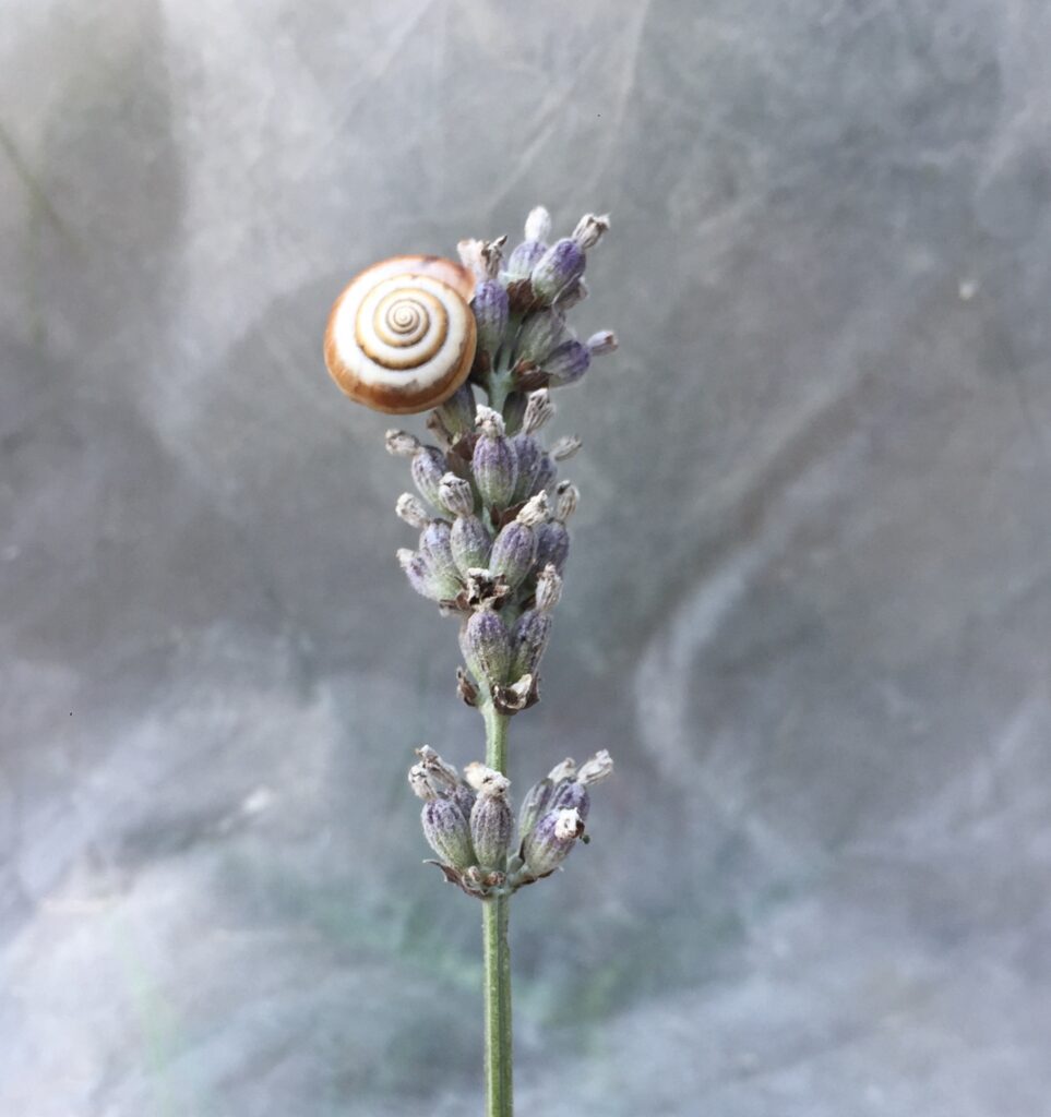 lavanda