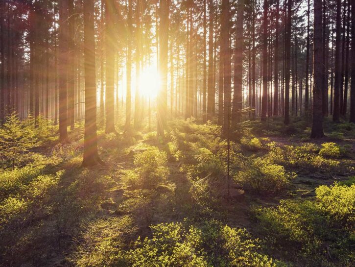 Legge sulla natura, il Parlamento europeo dice sì: ecco cosa prevede