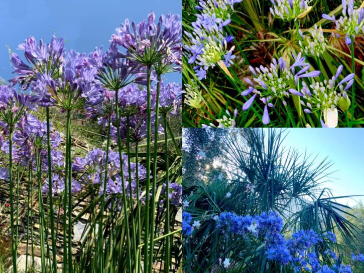 Coltivare l'agapanto: una pianta perfetta per i bouquet estivi