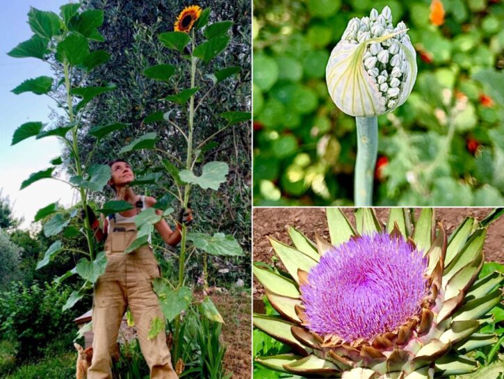 Quando l'orto diventa giardino