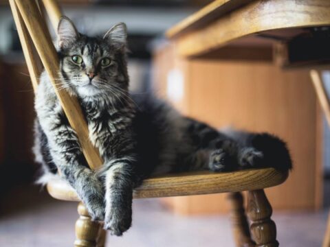 Il tuo gatto sta male? Un'app potrebbe capire il livello di dolore