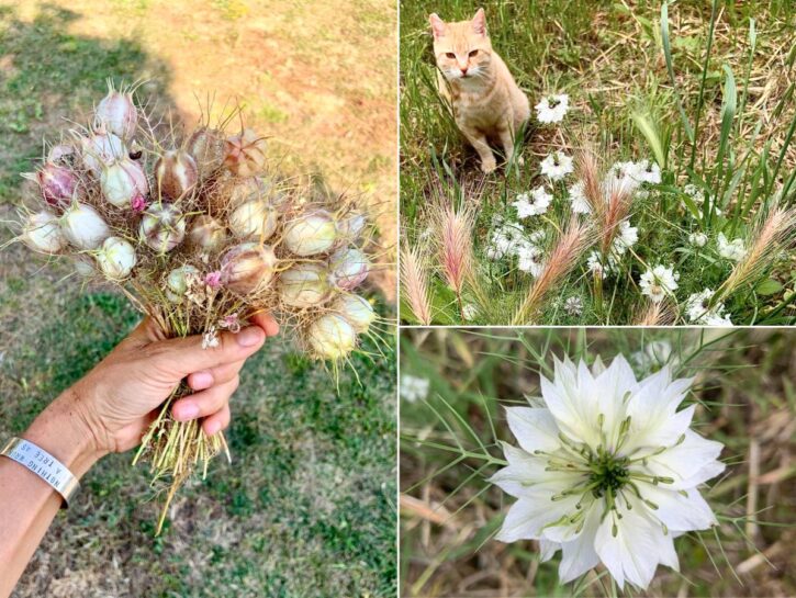 Nigella: il fiore color del cielo