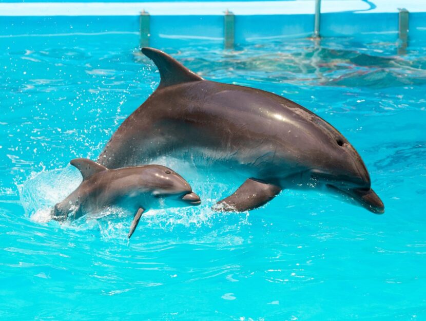 I delfini ci somigliano: anche loro cambiano voce con i piccoli