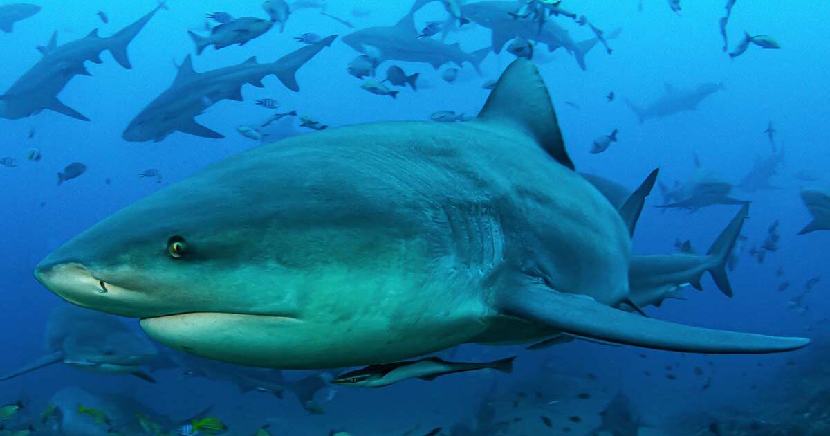 La mitad de los tiburones del Mediterráneo están en peligro de extinción