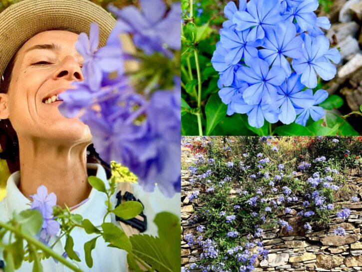Plumbago: la nuvola blu che fiorisce tutta estate