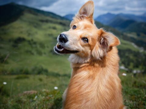 Il cane, il miglior coinquilino che c'è