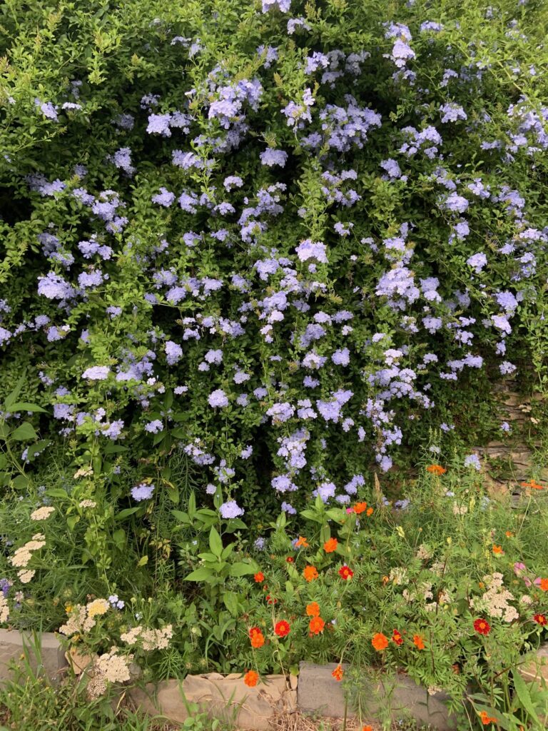 plumbago come coltivare