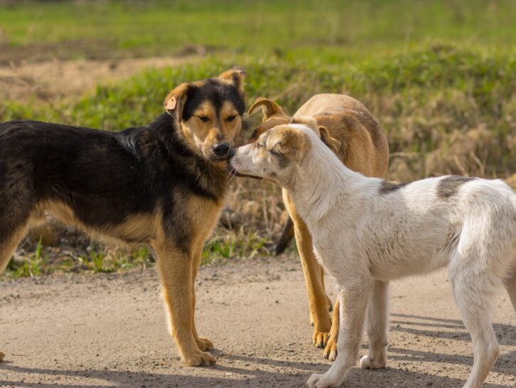 Come educare un cane aggressivo