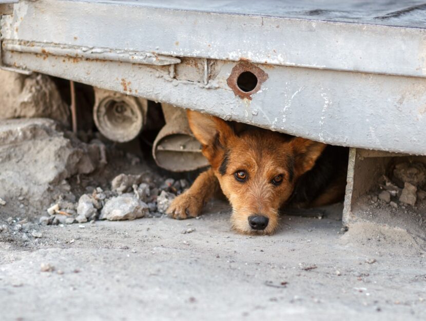 Boom di cani "fantasma", allarme al Sud