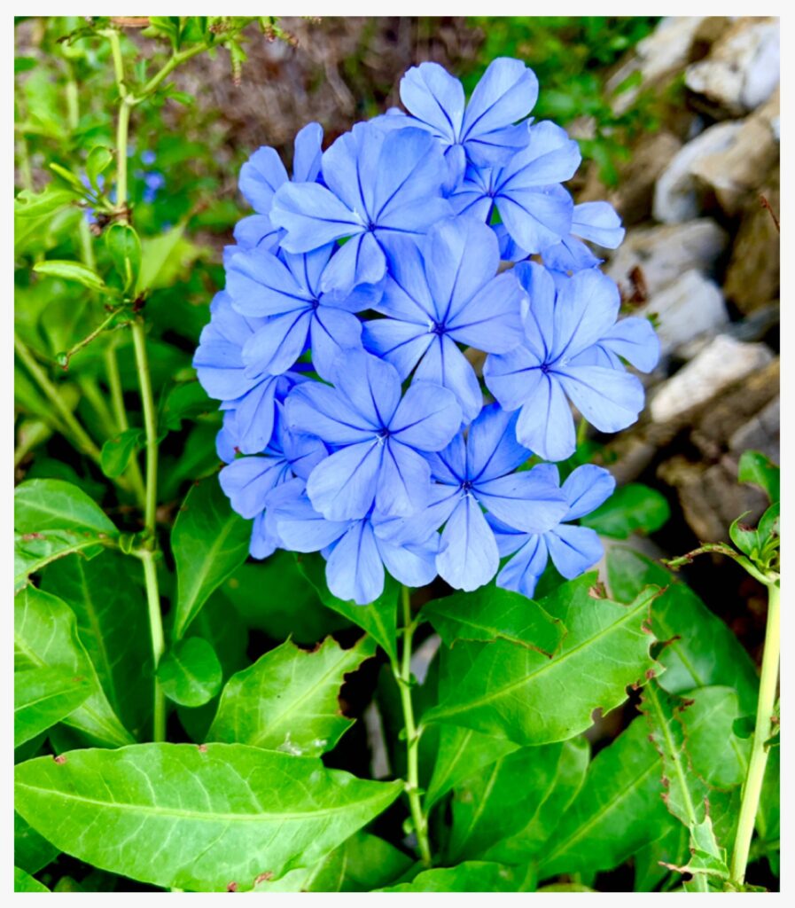 plumbago come coltivare