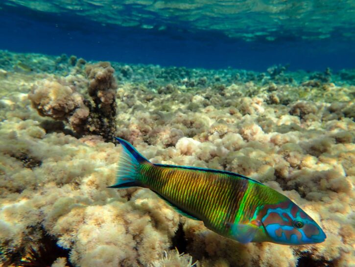 Mar Mediterraneo, un paradiso di biodiversità da proteggere