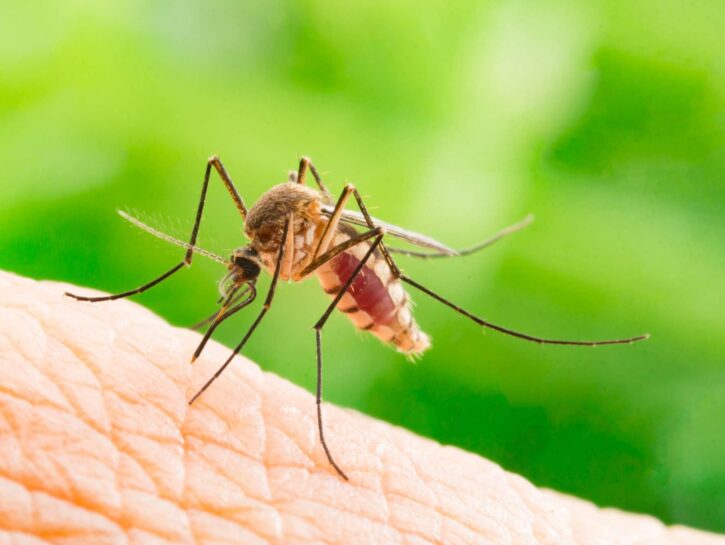 Virus West Nile, seconda vittima in Italia