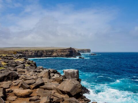 Paradiso Galapagos, l'aviaria mette a rischio l'ecosistema