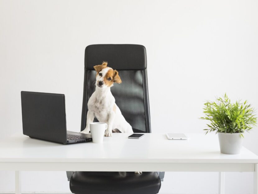 Vuoi portare il cane in ufficio? Solo un'impresa su dieci lo permette