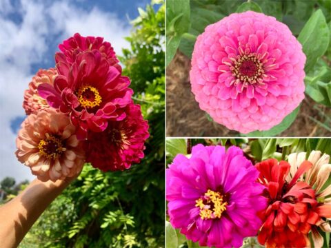 Zinnia: i colori dell'estate in un bouquet