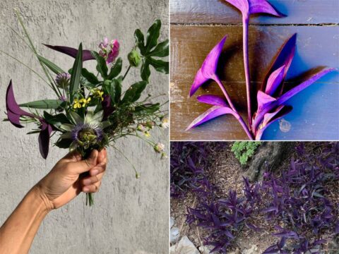 Tradescantia: l'erba miseria che arricchisce (casa e giardino)