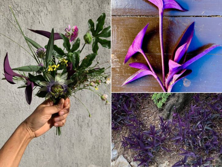 Tradescantia: l'erba miseria che arricchisce (casa e giardino)