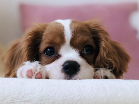 Meglio un cane di un figlio?