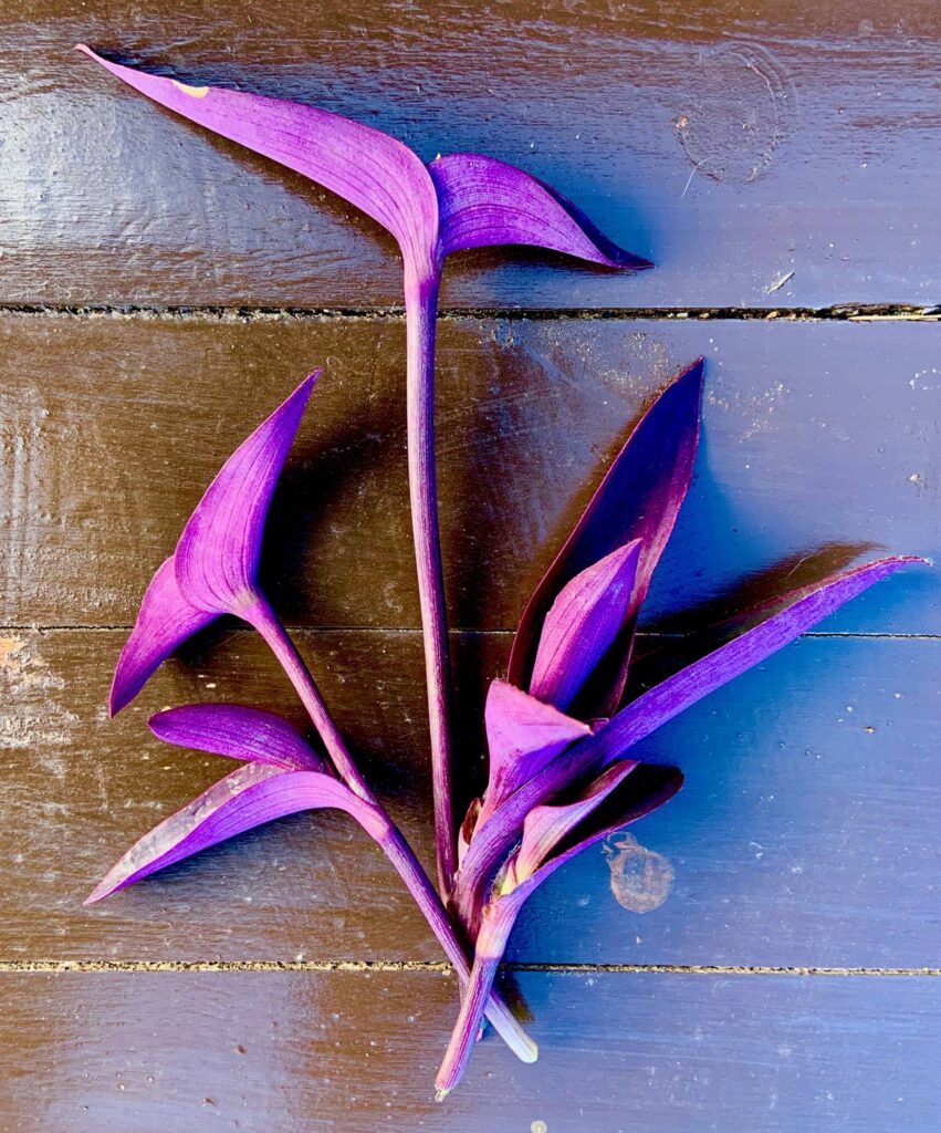 tradescantia