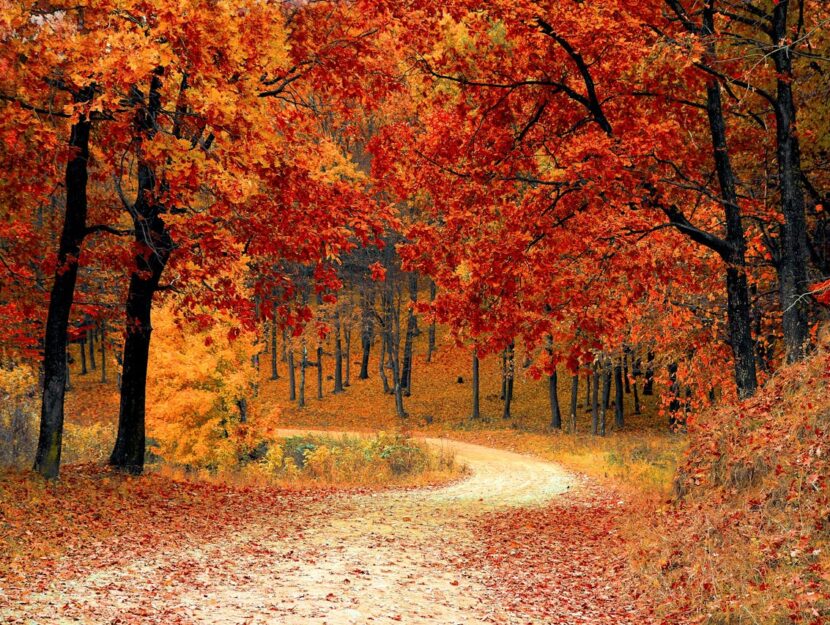 bosco autunnale
