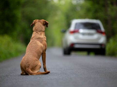 In Italia abbandonati 127 animali domestici al giorno: l’allarme dell’Enpa