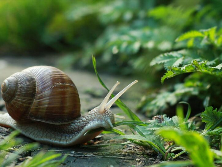 La bava di lumaca non fa bene solo alla pelle: scopri i benefici per i tuoi capelli