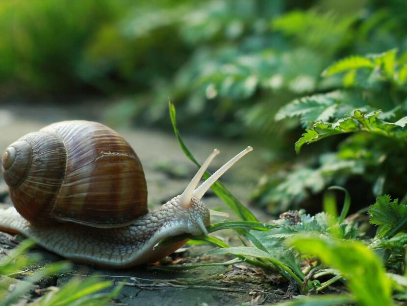 Benefici bava di lumaca per capelli