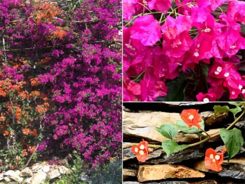 Bougainvillea: la bella rampicante che arriva da lontano