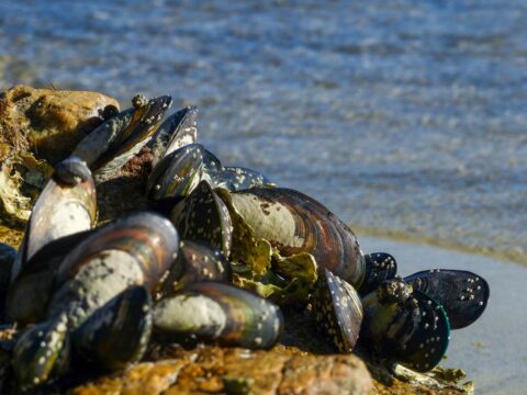 Gusci delle cozze usati al posto del cemento: il progetto sostenibile e anti-spreco