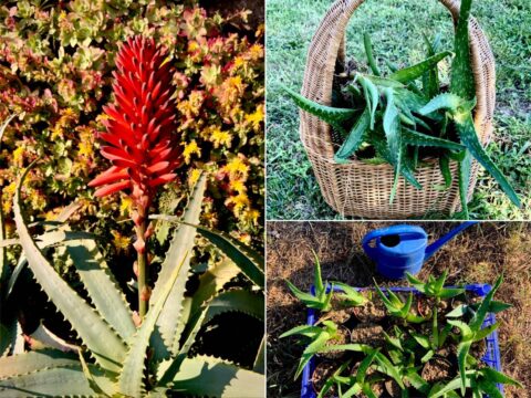 Aloe: la succulenta preziosa e facile da ospitare