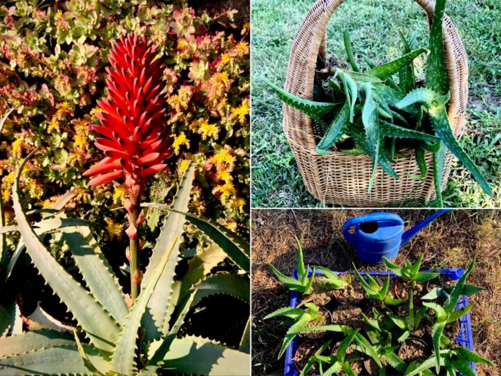 Aloe: la succulenta preziosa e facile da ospitare