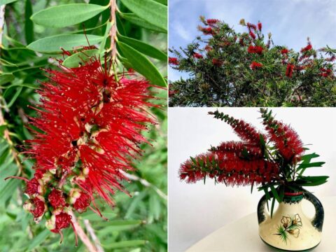 Callistemon: Una pianta dalla fioritura spettacolare e facile da ospitare