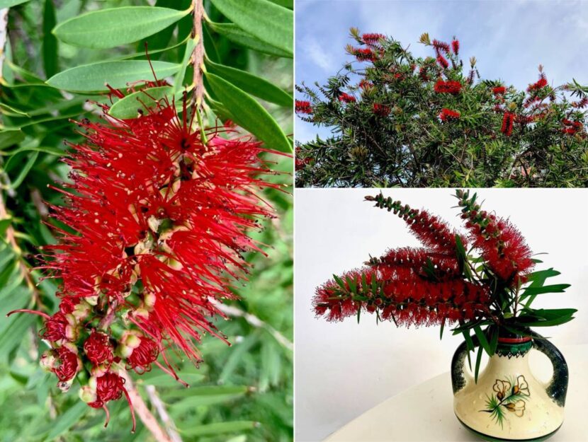 callistemon