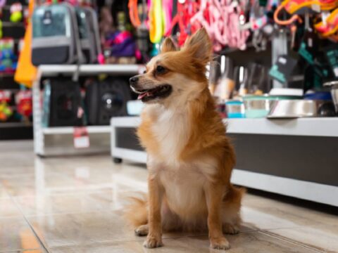 Animali felici, padroni felici: l'obiettivo di Arcaplanet