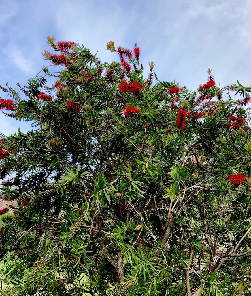 callistemon