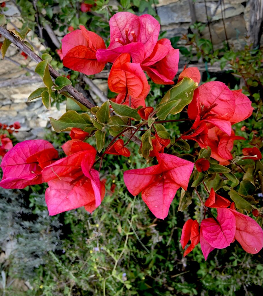 bougainvillea