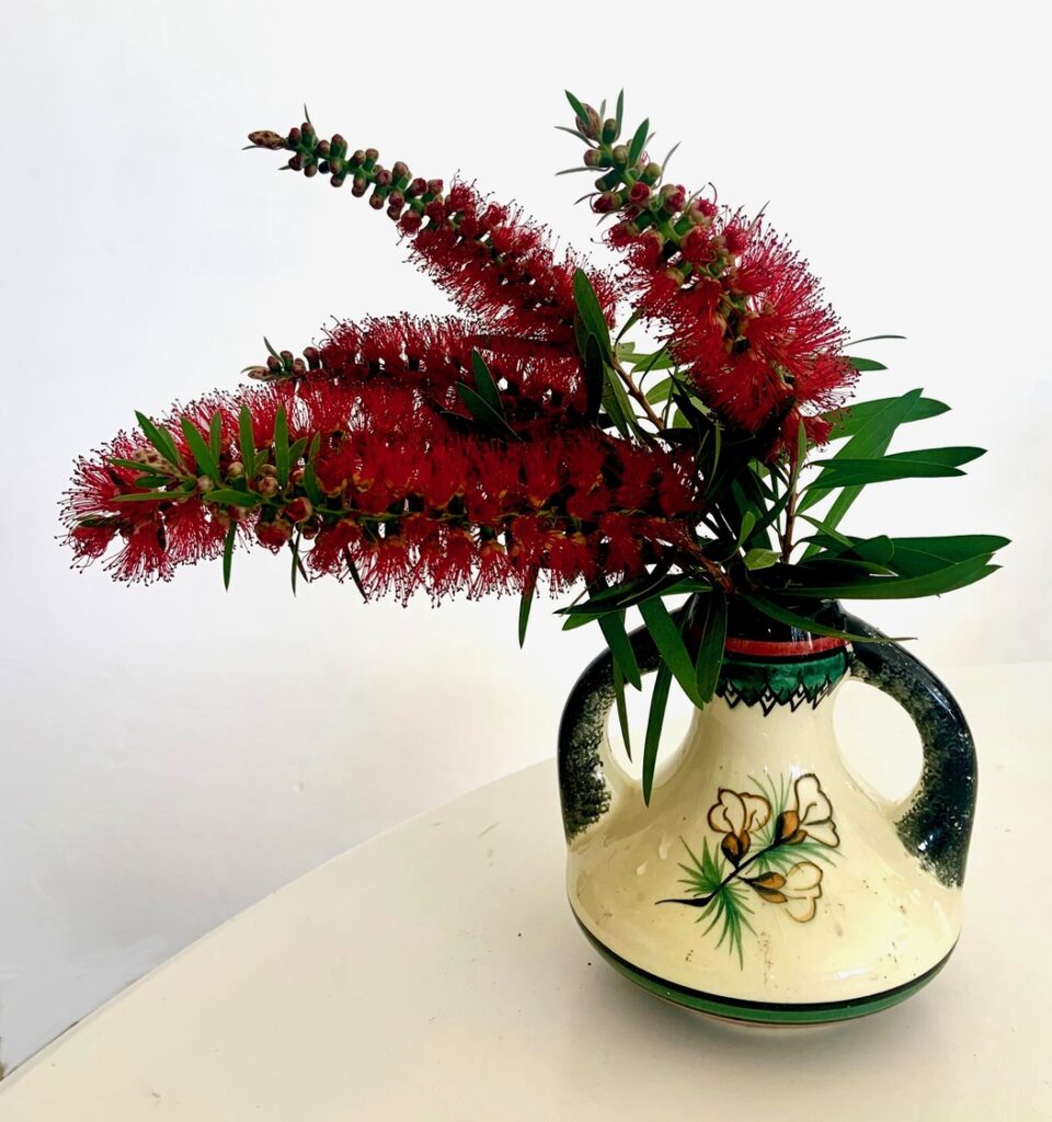 callistemon